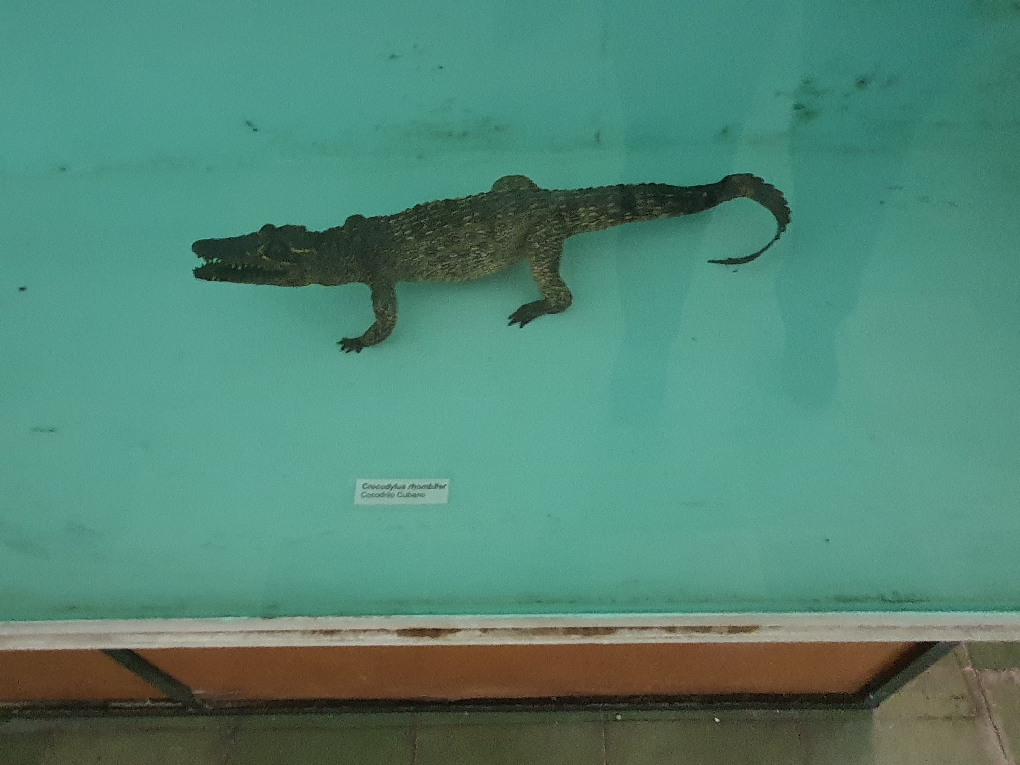 Le crocodile de Cuba